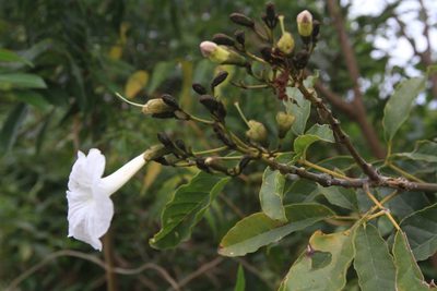 Tabebuia calcicola, photographed by Brian Oakes Haiti Hunter