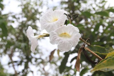 Tabebuia calcicola, photographed by Brian Oakes Haiti Hunter