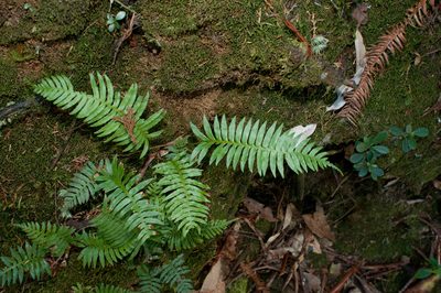 Plagiogyria falcata, photographed by Cheng-Tao Lin