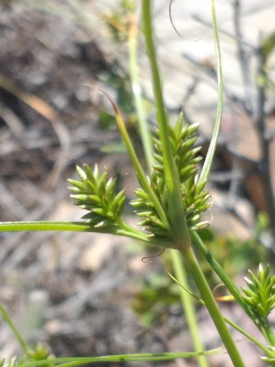 Cyperus uitenhagensis, photographed by kevin koen
