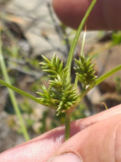 Cyperus uitenhagensis, photographed by kevin koen