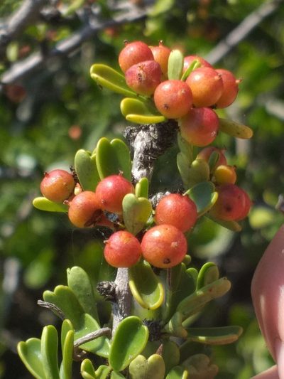 Gymnosporia capitata, photographed by kevin koen