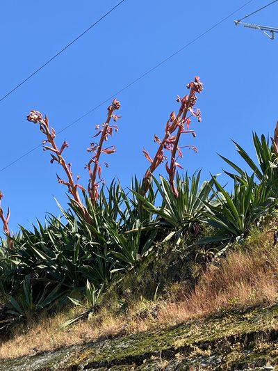 Beschorneria yuccoides, photographed by Suzana Ehlin Martins
