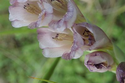 Gladiolus densiflorus, photographed by Peter Warren