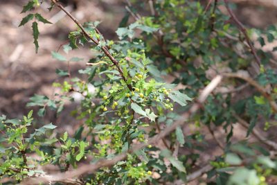 Berberis swaseyi, photographed by Rich Sommer