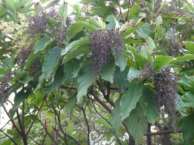 Wendlandia luzoniensis, photographed by 呂一起(Lyu yi-chi)
