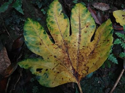 Osmoxylon pectinatum, photographed by 呂一起(Lyu yi-chi)