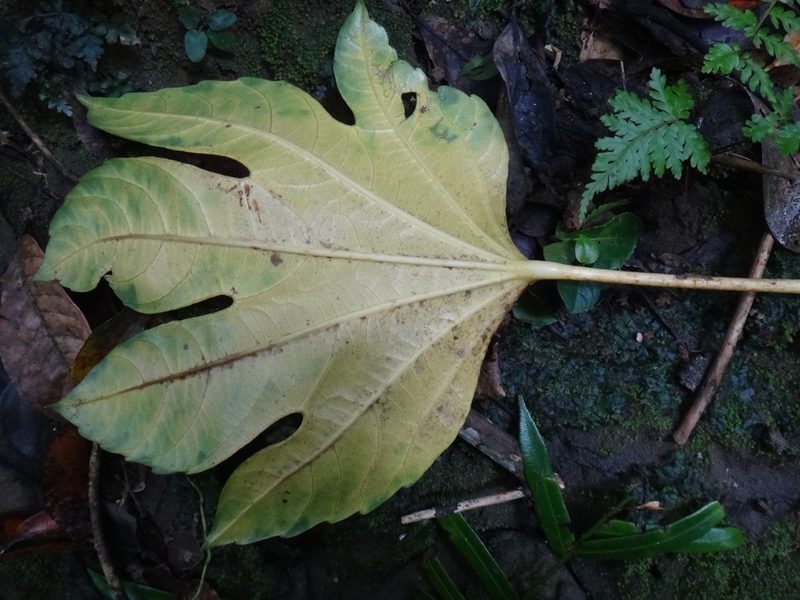Osmoxylon pectinatum, photographed by 呂一起(Lyu yi-chi)