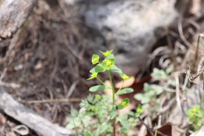 Euphorbia roemeriana, photographed by Rich Sommer