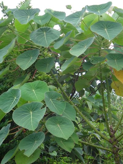 Homalanthus fastuosus, photographed by 呂一起(Lyu yi-chi)