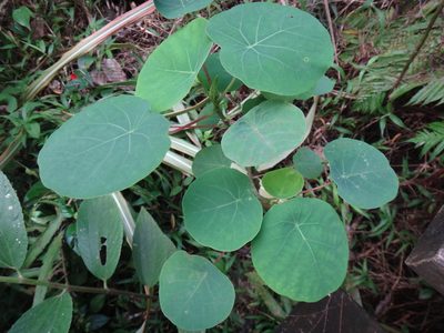 Homalanthus fastuosus, photographed by 呂一起(Lyu yi-chi)