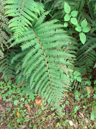 Polystichum pungens, photographed by Di Turner