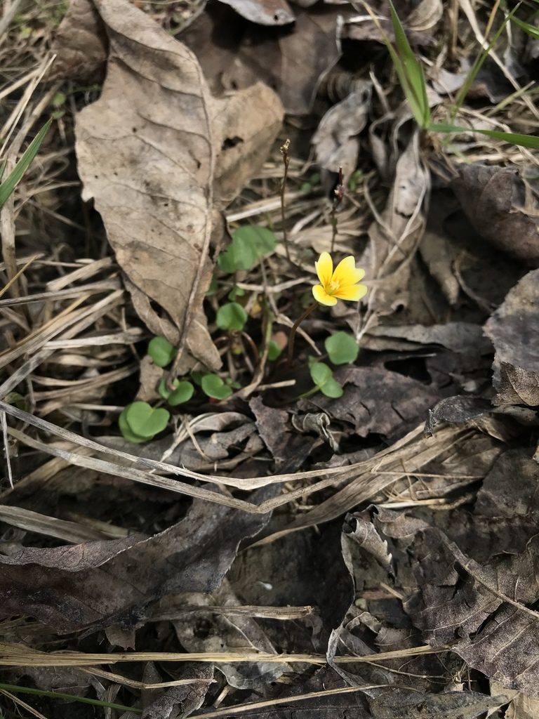 Leavenworthia aurea, photographed by Kyle M. Simpson