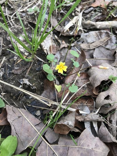 Leavenworthia aurea, photographed by Kyle M. Simpson