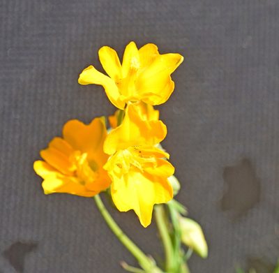 Hypecoum imberbe, photographed by Kostas Zontanos