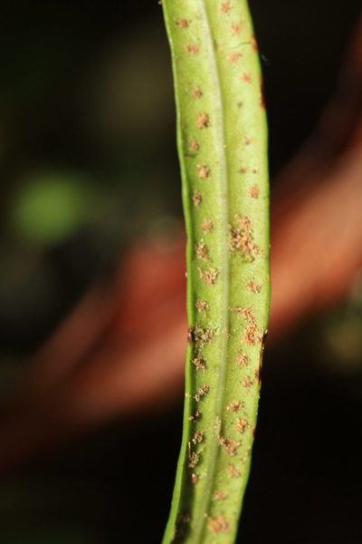 Campyloneurum angustifolium, photographed by Brian Oakes Haiti Hunter