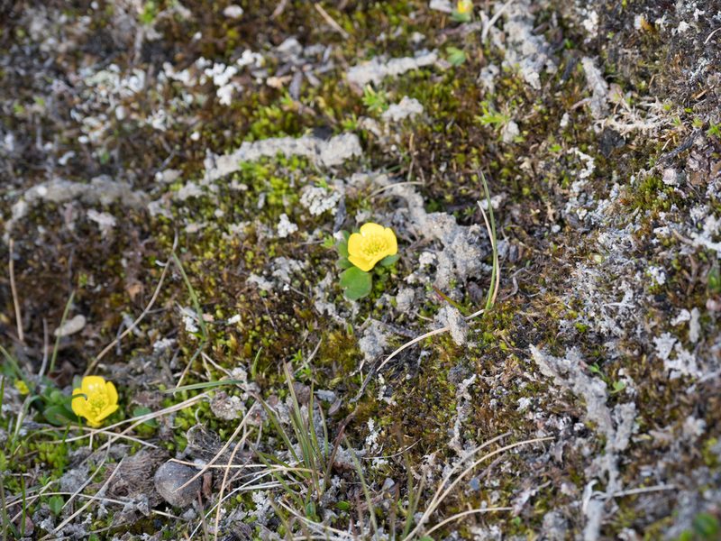 Ranunculus sulphureus, photographed by William Stephens