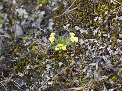 Ranunculus sulphureus, photographed by William Stephens