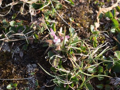Pedicularis hirsuta, photographed by William Stephens