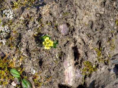 Draba oxycarpa, photographed by William Stephens