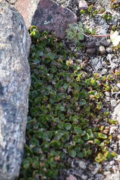 Salix polaris, photographed by William Stephens