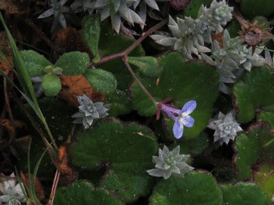 Lobelia boivinii, photographed by Jeremy Gilmore