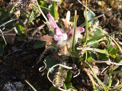 Pedicularis hirsuta, photographed by William Stephens