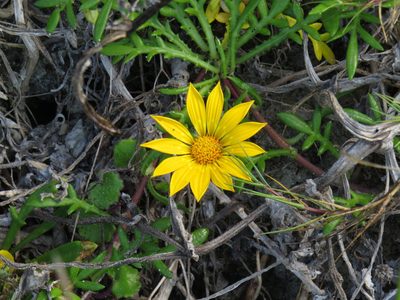 Gazania maritima, photographed by Jeremy Gilmore