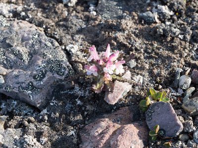 Pedicularis hirsuta, photographed by William Stephens
