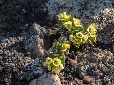 Draba oxycarpa, photographed by William Stephens