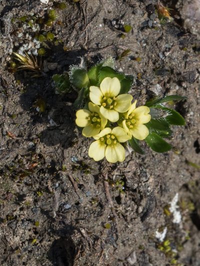 Draba oxycarpa, photographed by William Stephens