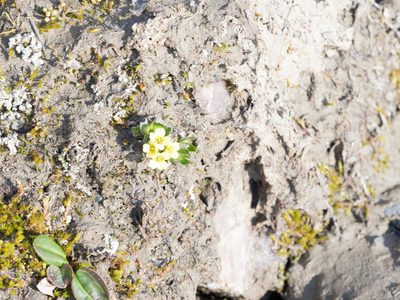 Draba oxycarpa, photographed by William Stephens