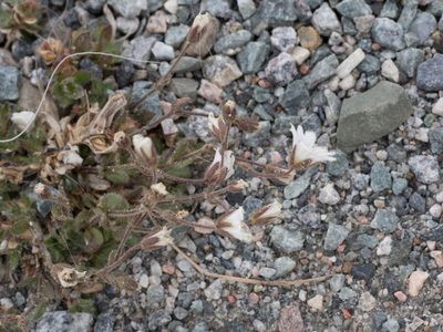 Cerastium arcticum, photographed by William Stephens