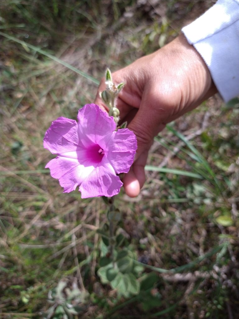 Ipomoea argentea, photographed by Leonardo Bergamini