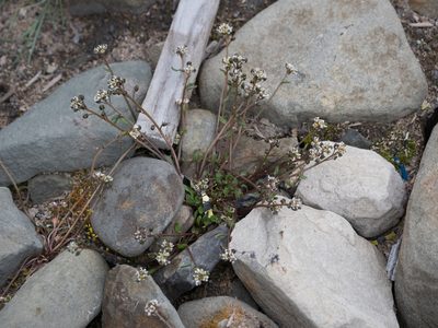 Cochlearia groenlandica, photographed by William Stephens