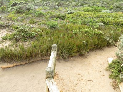 Elegia microcarpa, photographed by Jeremy Gilmore
