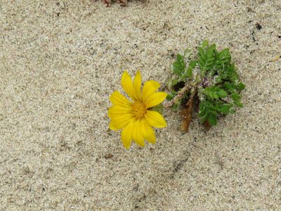 Gazania maritima, photographed by Jeremy Gilmore