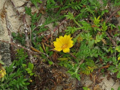 Gazania maritima, photographed by Jeremy Gilmore