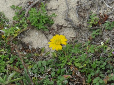 Gazania maritima, photographed by Jeremy Gilmore