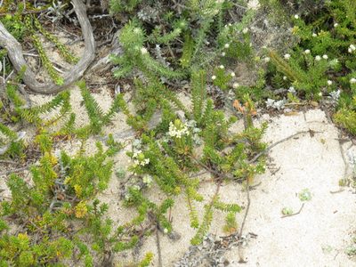 Struthiola salteri, photographed by Jeremy Gilmore