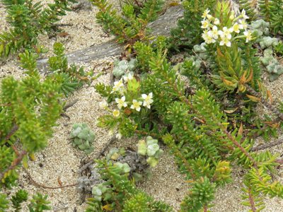 Struthiola salteri, photographed by Jeremy Gilmore