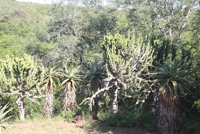 Euphorbia cooperi, photographed by Tony Rebelo