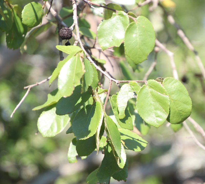 Grewia hexamita, photographed by Tony Rebelo