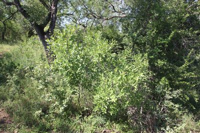Galpinia transvaalica, photographed by Tony Rebelo