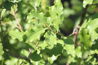 Galpinia transvaalica, photographed by Tony Rebelo