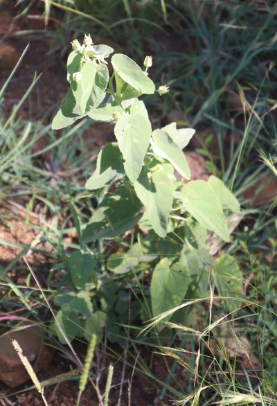 Abutilon austroafricanum, photographed by Tony Rebelo