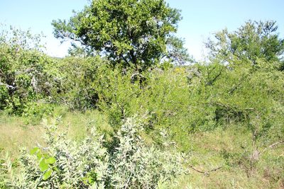 Vachellia swazica, photographed by Tony Rebelo