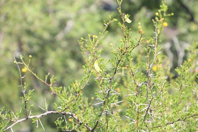 Vachellia swazica, photographed by Tony Rebelo