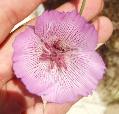 Calochortus striatus, photographed by Adam J. Searcy