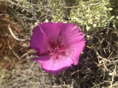 Calochortus striatus, photographed by Adam J. Searcy